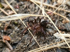 Anachemmis