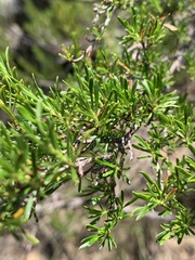 Cliffortia repens