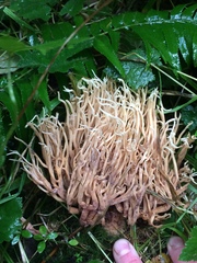 Clavulina castaneipes
