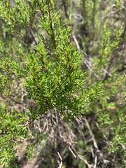 Cliffortia repens