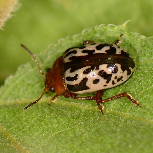 Calligrapha piceicollis