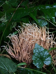 Clavulina castaneipes