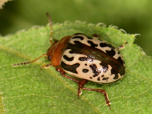Calligrapha piceicollis