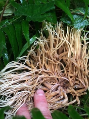 Clavulina castaneipes