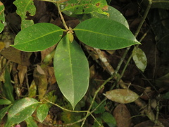 Bunchosia nitida