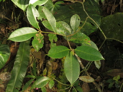Bunchosia nitida