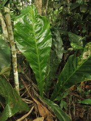 Anthurium caucavallense