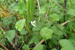 Viola lyallii