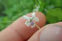 Viola lyallii