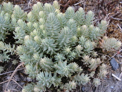 Petrosedum orientale