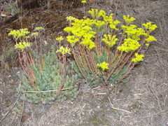 Petrosedum orientale
