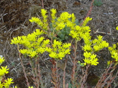 Petrosedum orientale
