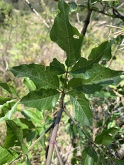 Heteromorpha arborescens abyssinica