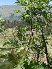 Heteromorpha arborescens abyssinica