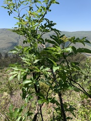 Heteromorpha arborescens abyssinica