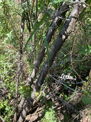Heteromorpha arborescens abyssinica