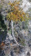 Phoradendron nervosum