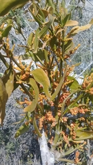 Phoradendron nervosum