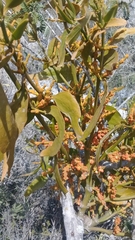 Phoradendron nervosum