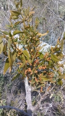 Phoradendron nervosum