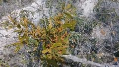 Phoradendron nervosum