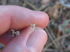 Acanthoscyphus parishii