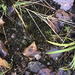 Scorpidium revolvens