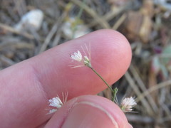 Acanthoscyphus parishii
