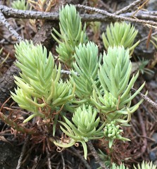 Petrosedum orientale