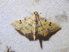 Ommatospila narcaeusalis