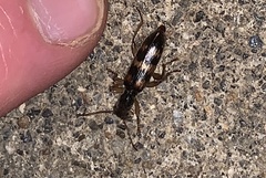 Cymatodera undulata