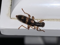 Cymatodera undulata