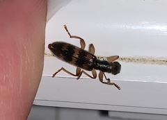 Cymatodera undulata