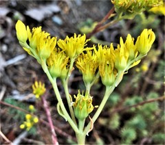 Petrosedum orientale