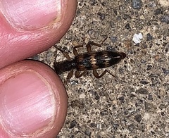 Cymatodera undulata