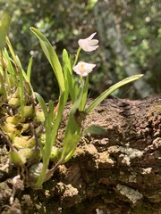 Polystachya ottoniana