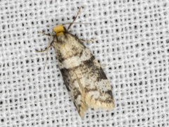 Lepidoscia acropolia