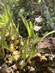 Polystachya ottoniana