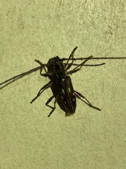 Ambonus distinctus
