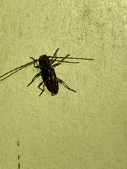 Ambonus distinctus