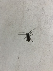 Ambonus distinctus