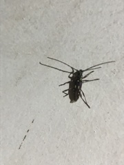 Ambonus distinctus