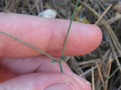 Acanthoscyphus parishii