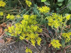 Petrosedum orientale