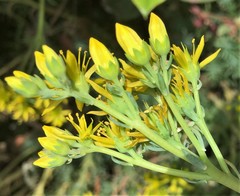 Petrosedum orientale