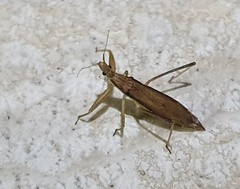 Sastrapada australica