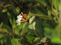 Mesechites citrifolius