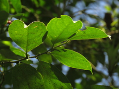 Lacistema aggregatum