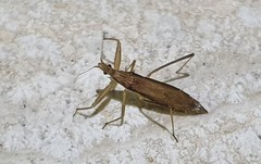 Sastrapada australica