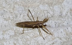 Sastrapada australica